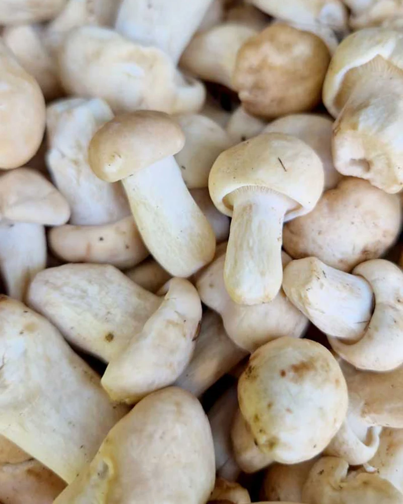 Perretxicos o seta de San Jorge fresca 100 g