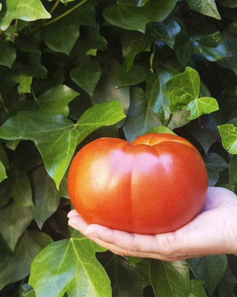 Tomate Kosta grande 2 Kg