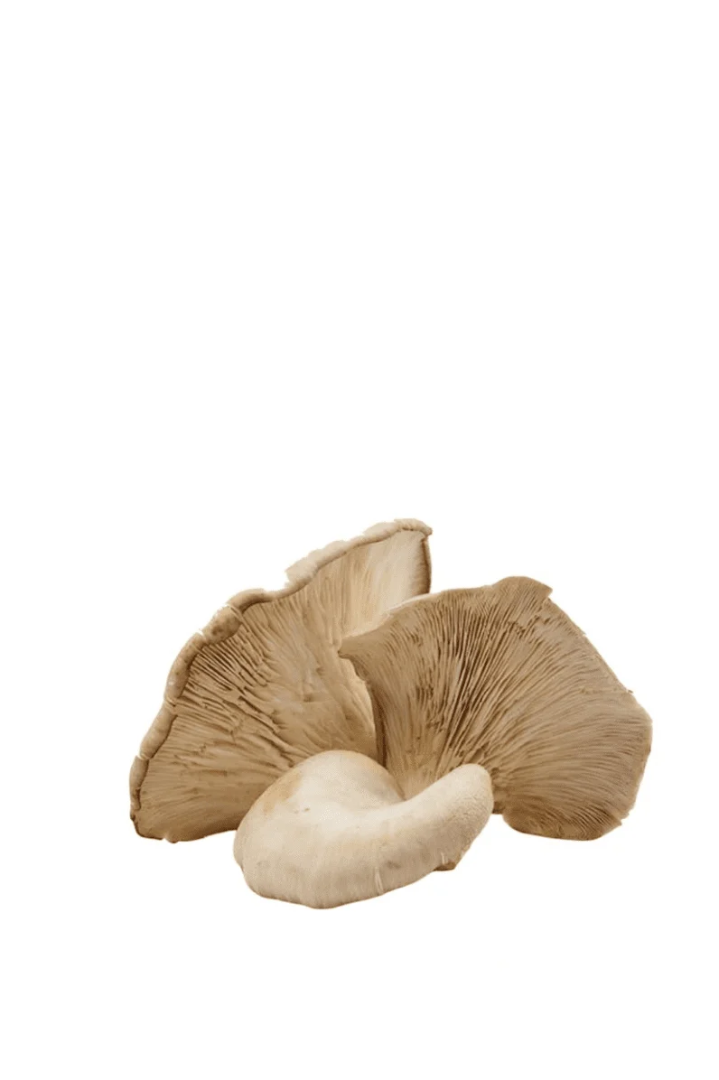 Seta Girgola en bolsa Kraft 250 g