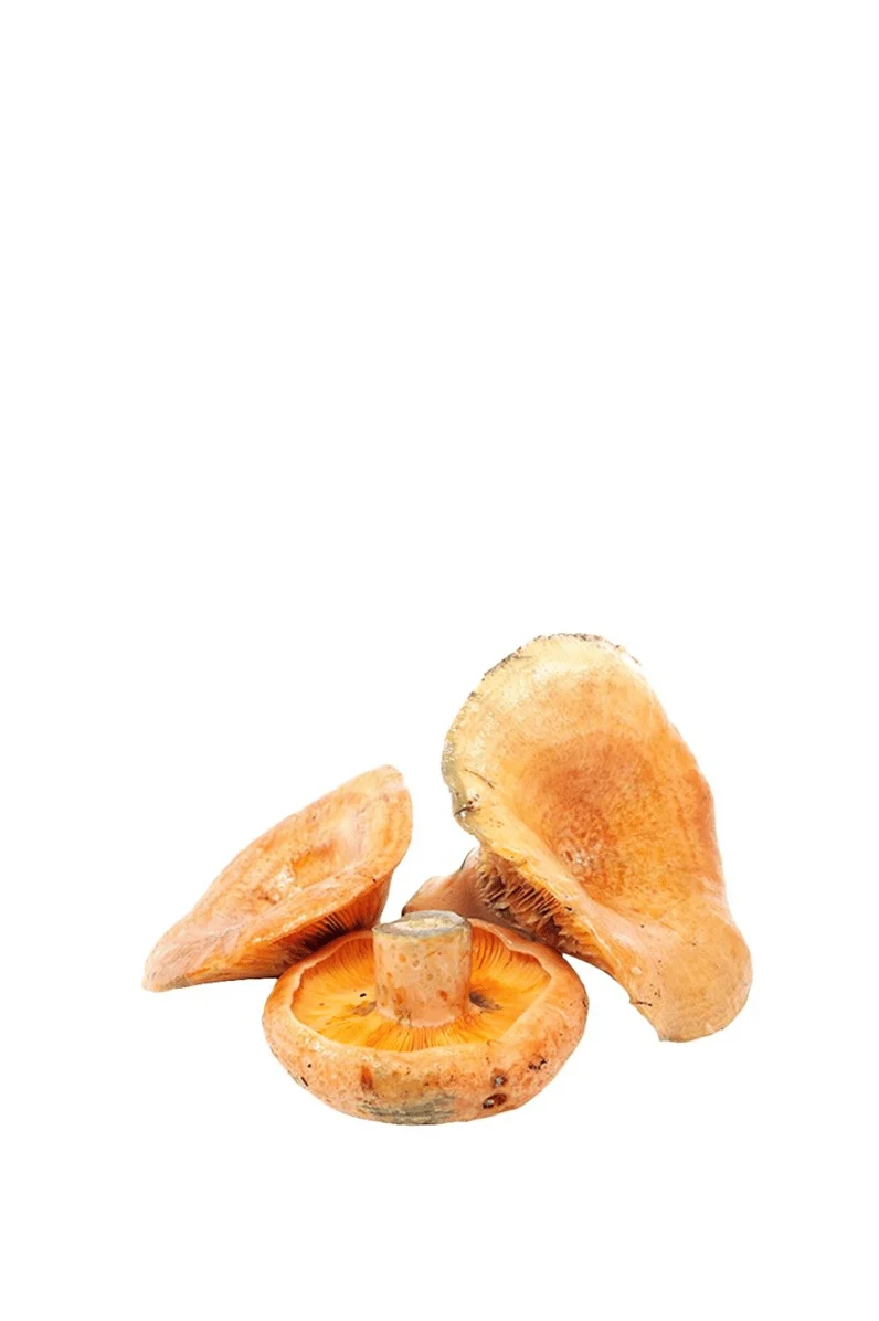 Seta Medallón Rovellón en bolsa Kraft 250 g