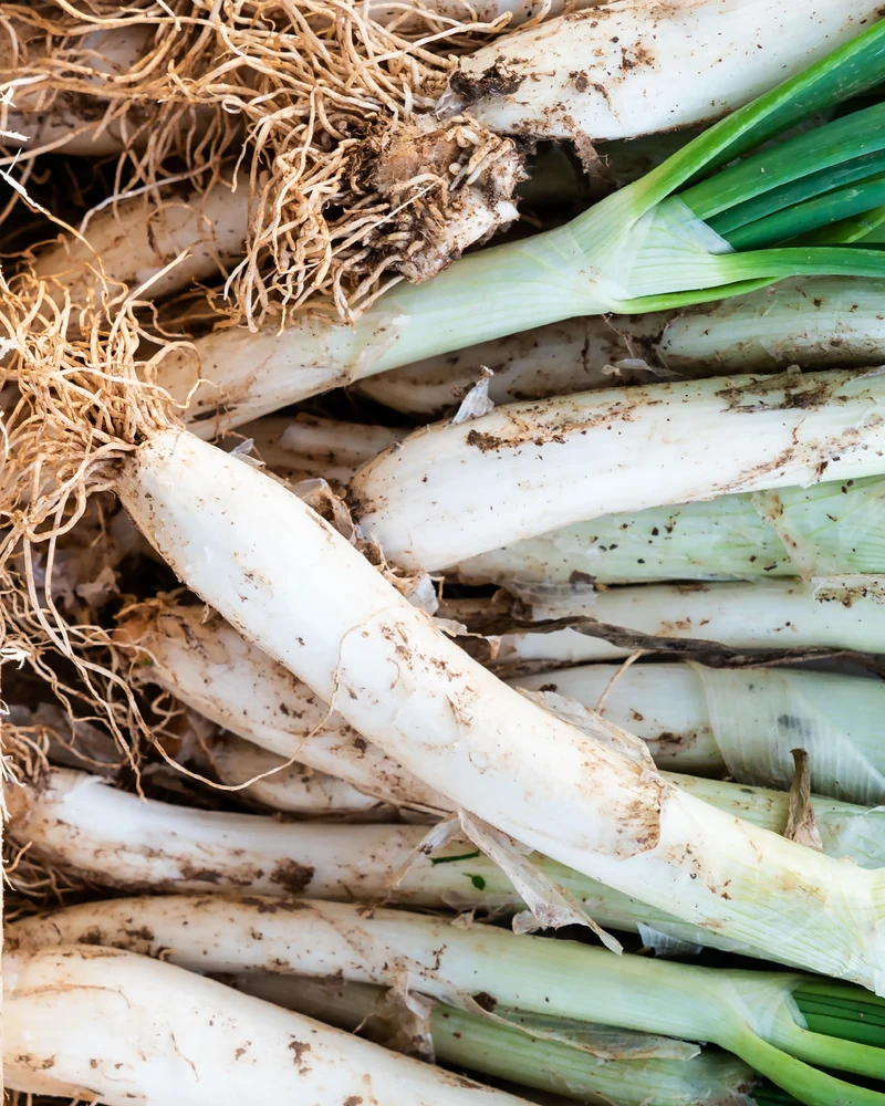 Manojo de Calçots (25 Uds)