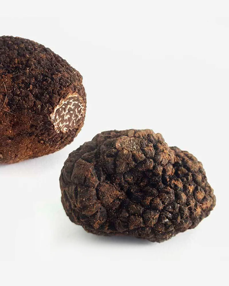 Trufa negra Tuber Melanosporum fresca